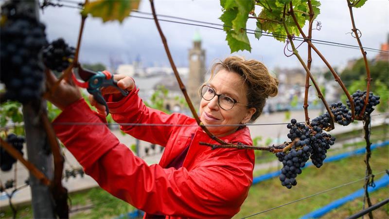 Auch Carola Veit (SPD), Präsidentin der Hamburgischen Bürgerschaft, war bei der Weinlese dabei.