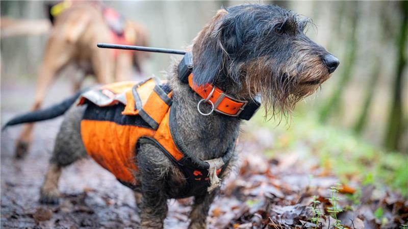 Auch Dackel kommen zum Einsatz. (Archivbild)