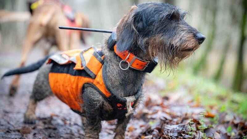 Auch Dackel kommen zum Einsatz. (Archivbild)