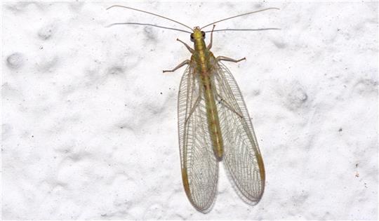 Süßes oder Saures: Halloween-Gäste der besonderen Art Auch Florfliegen suchen in der kalten Jahreszeit Schutz in Gebäuden.