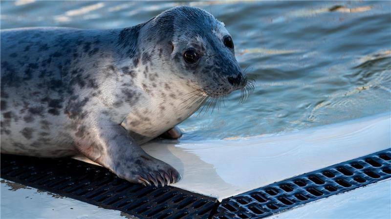 Kegelrobben in Friedrichskoog rüsten sich für die Freiheit Auch Frötzi wartet noch auf seine Auswilderung.
