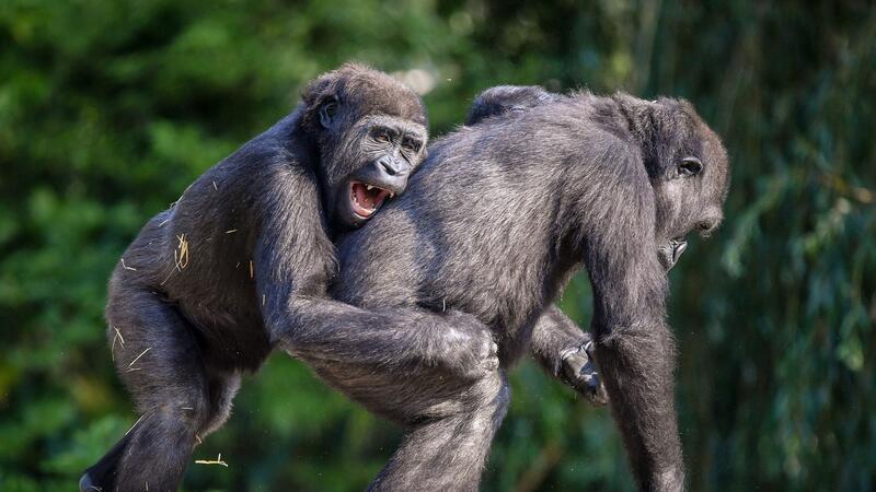 Schabernack ist älter als die Menschheit Auch Gorillas treiben laut Analysen gern Schabernack mit anderen.