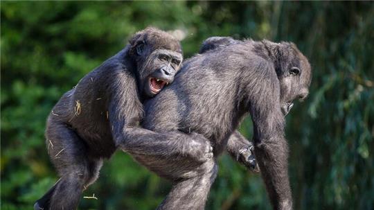 Auch Gorillas treiben laut Analysen gern Schabernack mit anderen.