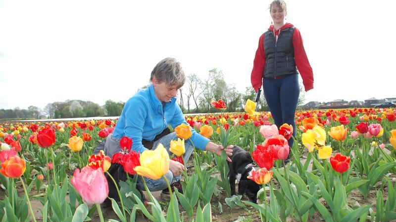 Auch Hündin Emmy ist beim Blumenpflücken dabei