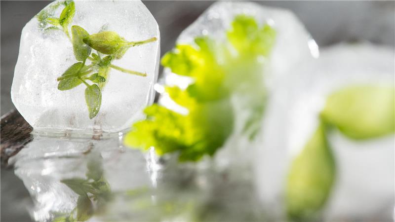 Auch Kräuter lassen sich gut einfrieren - hier sogar als besonderer Clou in einem Eiswürfel.