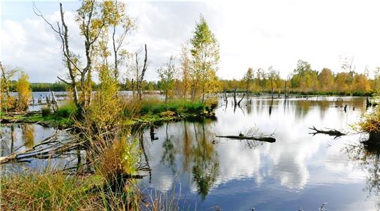 Auch Moorschutz ist Klimaschutz - hier ist das Hohe Moor bei Oldendorf zu sehen. Foto: Landkreis Stade / Christian Schmidt