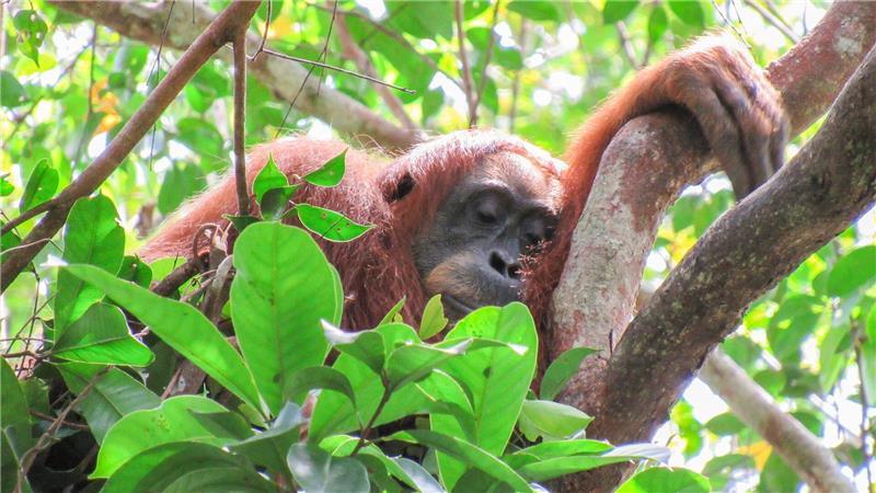 Auch Orang-Utans halten Mittagsschläfchen Auch Orang-Utans halten gern ein Mittagsschläfchen.