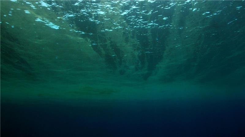 WWF: Gewinner und Verlierer im Tierreich 2025 Auch Phytoplankton gehört WWF zufolge zu den Verlierern des Jahres.