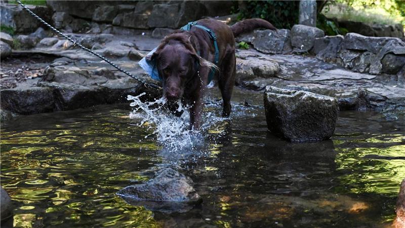 Vorläufiger Spitzenwert: In Andernach war es am heißesten Auch Tiere brauchen Abkühlung.