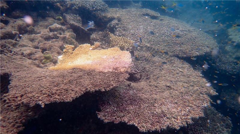 Riff am Limit: Great Barrier Reef verliert massiv Korallen Auch Tischkorallen sind schwer betroffen.