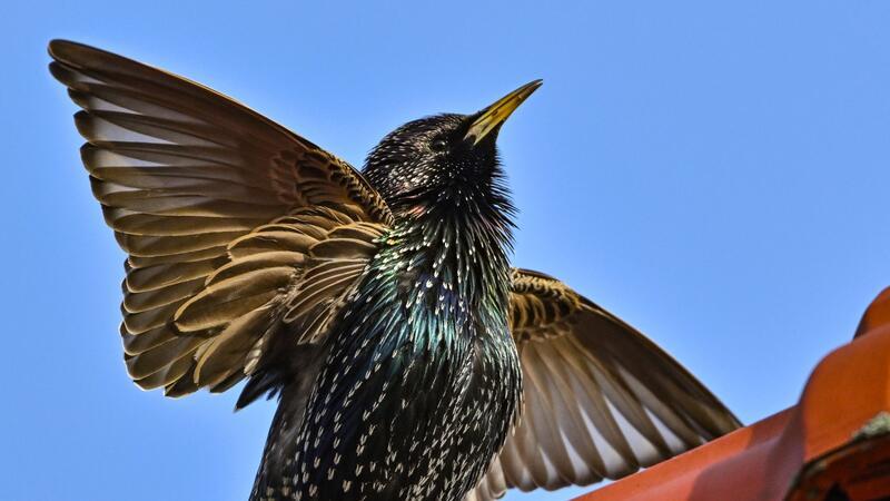 Bilder des Tages Auch Vögel müssen morgens erstmal wach werden und sich strecken: Dieser Star in Sieversdorf ist das beste Beispiel dafür.