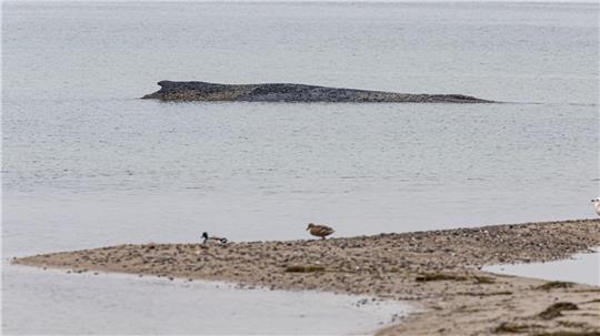 Auch am Dienstag lag der Wal auf der Sandbank vor Niendorf. 