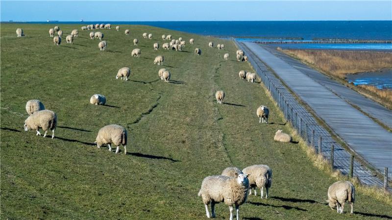 Geringerer Wolfs-Schutz: Reaktionen in Niedersachsen geteilt Auch an der Küste, etwa an den Nordseedeichen, gab es zuletzt Risse von Schafen durch Wölfe. (Archivbild)