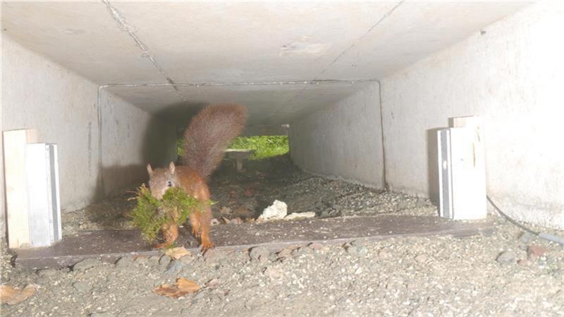 Bedrohter Feuersalamander: Harsefelder Wald wird zur Schutzzone Auch andere Waldtiere wie Igel und hier ein Eichhörnchen nutzen den neuen Amphibien-Tunnel.