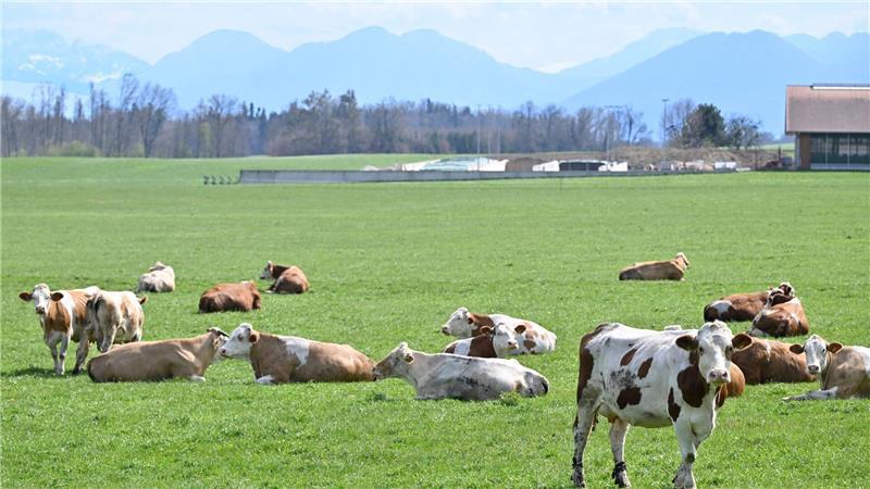 Auch auf Bayerns Weiden werden Rinder seltener. Das „Alpenfleckvieh“ - so der offizielle Name - ist ein sogenanntes Doppelnutzungsrind, das sowohl für Fleisch- als auch Milchproduktion gezüchtet wird. Die in Norddeutschland üblichen schwarz-bunten Holsteinrinder hingegen sind Milchkühe. (Symbolbild)