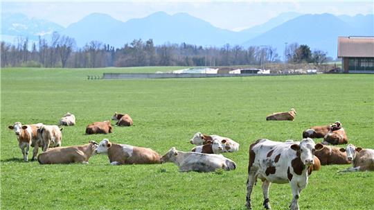 Auch auf Bayerns Weiden werden Rinder seltener. Das „Alpenfleckvieh“ - so der offizielle Name - ist ein sogenanntes Doppelnutzungsrind, das sowohl für Fleisch- als auch Milchproduktion gezüchtet wird. Die in Norddeutschland üblichen schwarz-bunten Holsteinrinder hingegen sind Milchkühe. (Symbolbild)