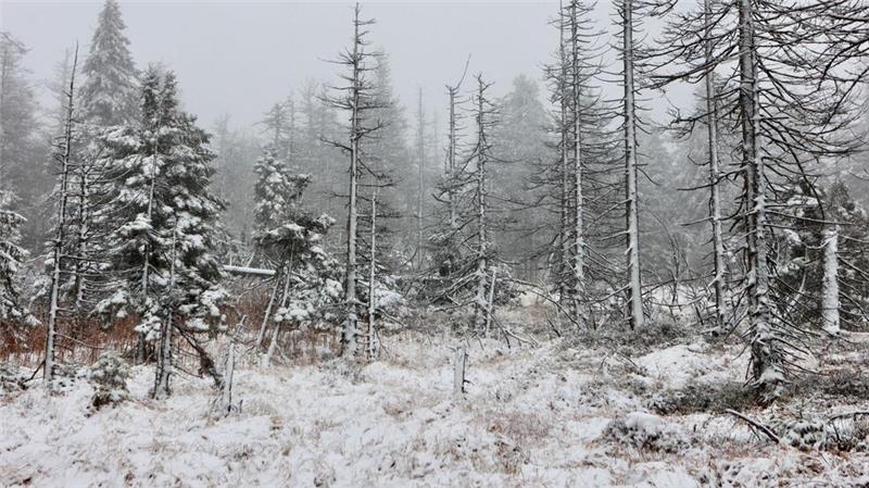 Auch in den kommenden Tagen Schnee im Harz Auch auf dem Brocken hat es geschneit.