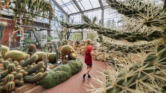 Auch aus dem Botanischen Garten in Kiel wurden zuletzt immer wieder Kakteen gestohlen. (Archivbild)