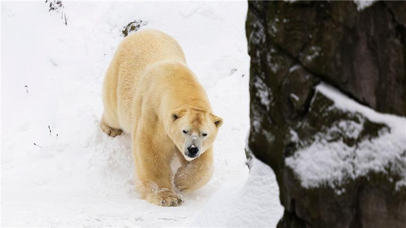 Auch bei Sturm und Schnee fühlen sich die Eisbären im Freien wohl.