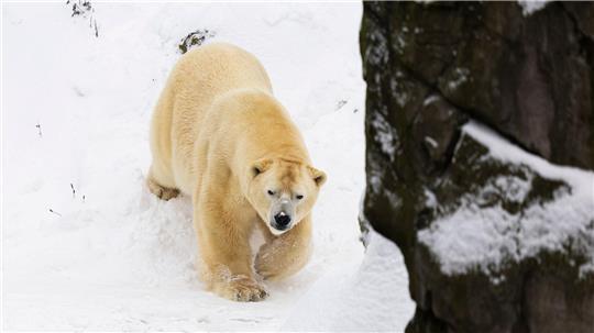 Auch bei Sturm und Schnee fühlen sich die Eisbären im Freien wohl.