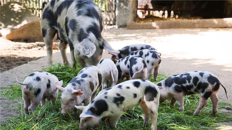 Auch beim Bentheimer Landschwein gibt es zahlreiche Ferkel zu bestaunen.