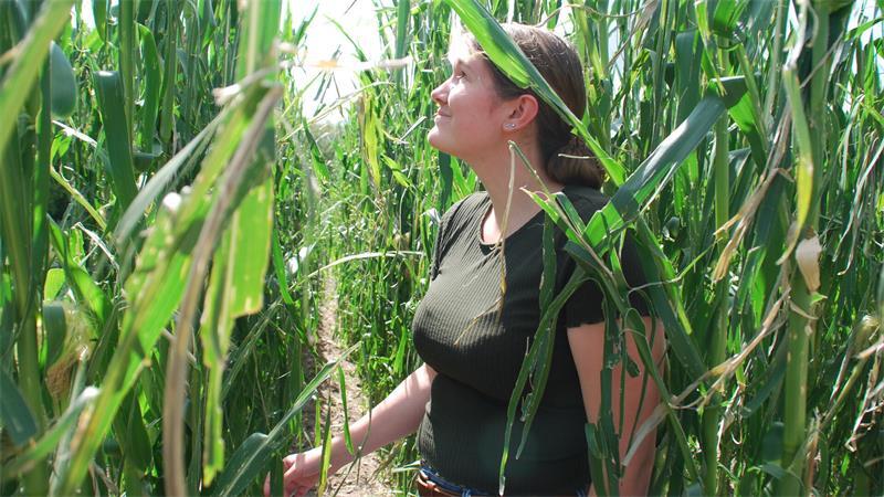Auch beim Mais rechnet Landwirtin Lea Eckhoff mit starken Ernteeinbußen.