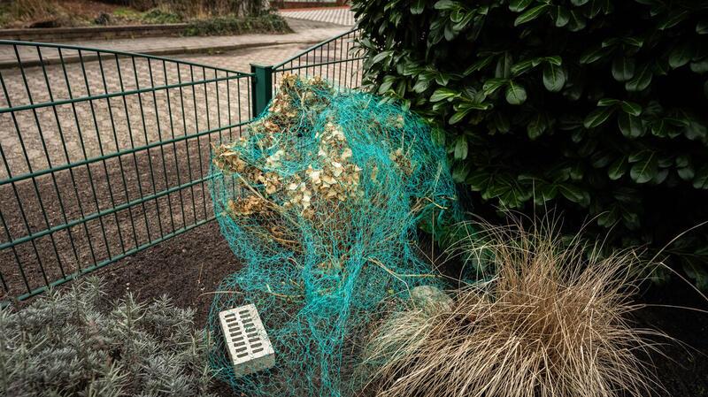 Hortensienklau: Neue Übeltäter im Visier Auch das extra angeschaffte Netz hielt den Eindringling nicht davon ab, die Zweige der Hortensien aus dem Garten der Altenwalderin zu entfernen.