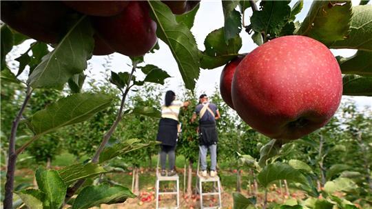 Auch der Bundesvereinigung der Erzeugerorganisationen Obst und Gemüse e.V. (BVEO) schließt sich der Forderung an.