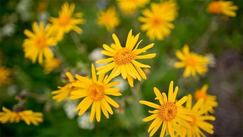 Studie: Handel mit wilden Arten ist viel größer als gedacht Auch der Handel mit Heilpflanzen wie Arnika wurde untersucht. (Archivbild)