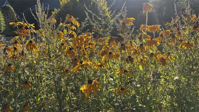 Garten ohne Gießen: So geht das in Oldendorf bei Kleins trotz der Hitze Auch der Sonnenhut im Vorgarten gedeiht, muss aber auf den nächsten Regen warten.