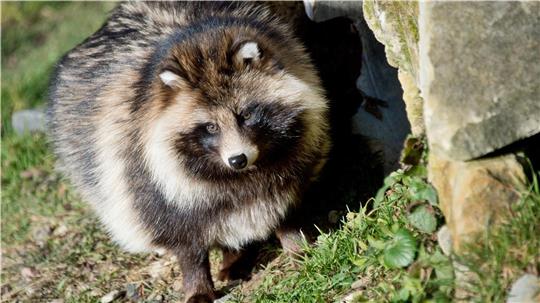 Auch der Marderhund an der Nordseeküste gehört zu den invasiven Arten. Foto: pa/Julian Stratenschulte/dpa