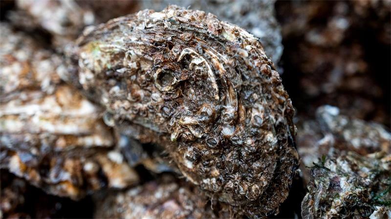 Zum Saisonstart - Wissenswertes rund um die Muschelzucht Auch die Austernzüchter haben mit Vorgaben zu kämpfen (Archivbild).