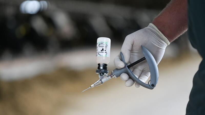 Auch die Blauzungenkrankheit sorgt derzeit für Sorgen in der Landwirtschaft - immerhin gehört sie zu den Krankheiten, gegen die man impfen kann. (Archivfoto)
