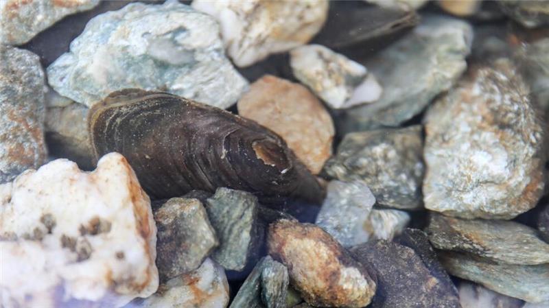 Auch die Flussperlmuschel (Margaritifera margaritifera) ist vom Aussterben bedroht.