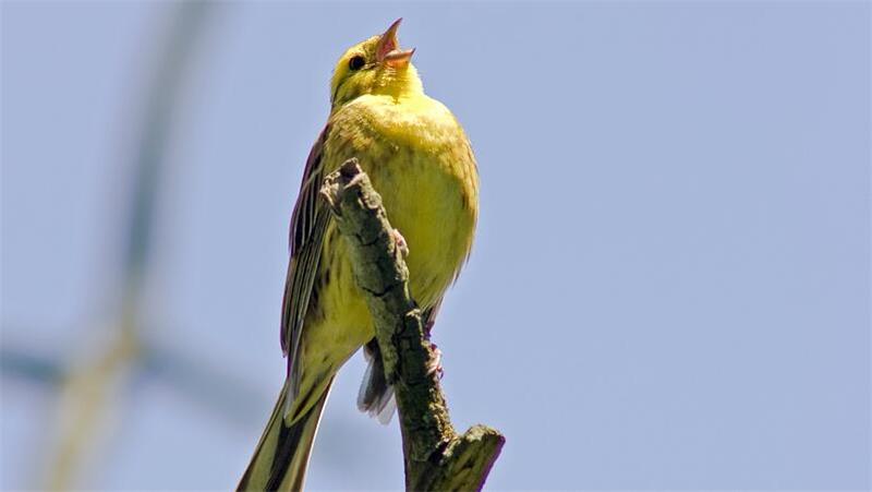 Der Sängerwettstreit der Vögel beginnt schon im Winter Auch die Goldammer steigt in den Gesangswettbewerb ein.