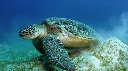 Auch die Grünen Meeresschildkröten gehören WWF zufolge zu den Gewinnern des Jahres.