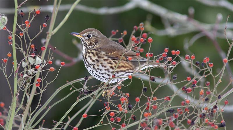 Massensterben bei Amsel und Grünfink Auch die Rotdrossel ist von dem Usutu-Virus gefährdet.