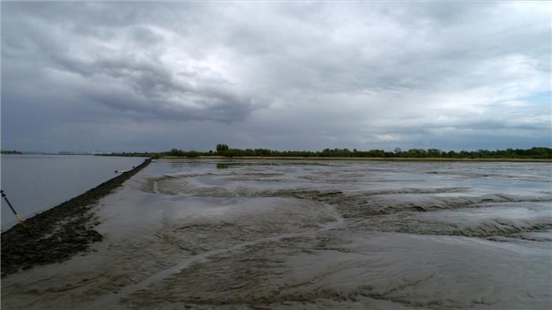 Auch die Süßwasserwattflächen bei Hahnöfersand sind voll von Schlick. Der könnte, umgewandelt zu Klei, zum Baustoff für die klimaschutzbedingte Erhöhung der Deiche dienen. Foto: Buckow
