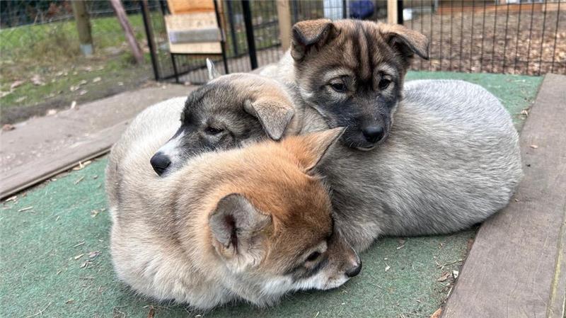 Mit Huskys auf Abenteuer-Tour rund um Engelschoff Auch die Welpen auf der Husky-Farm kuscheln sich gern oben auf dem Podest aneinander.