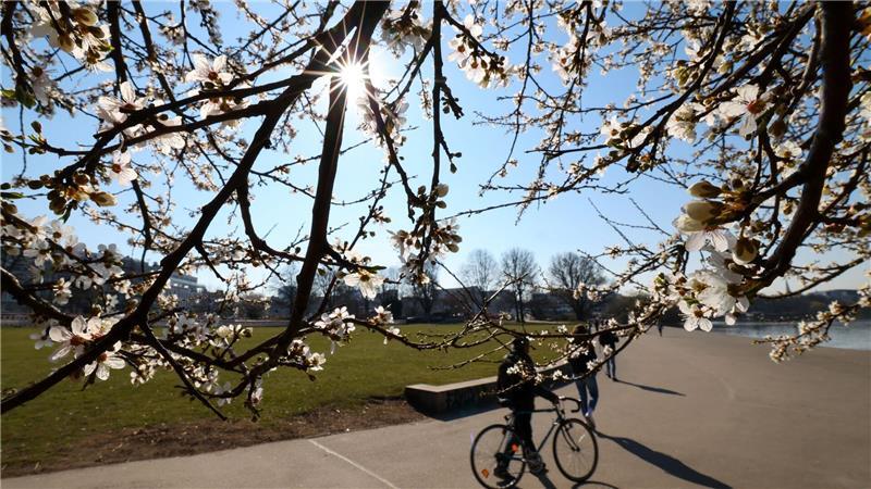 Frühling kommt mit Sonne, Wärme und Schauern im Norden an Auch die Zierkirschen an der Hamburger Außenalster sind bereit für den Frühling.