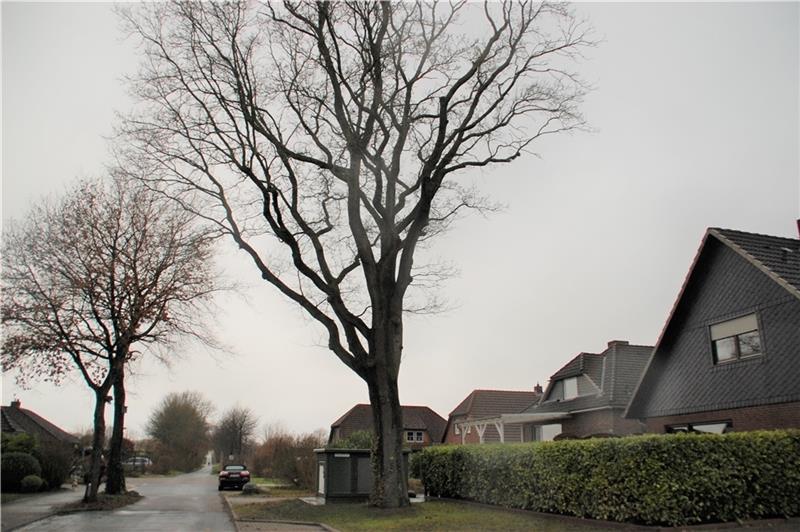 Drei Bäume werden in Apensen gefällt Auch die große Eiche vor dem Grundstück am Kobenkampf 12 in Beckdorf muss gefällt werden. Foto: Laudien