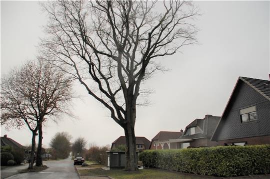 Auch die große Eiche vor dem Grundstück am Kobenkampf 12 in Beckdorf muss gefällt werden. Foto: Laudien