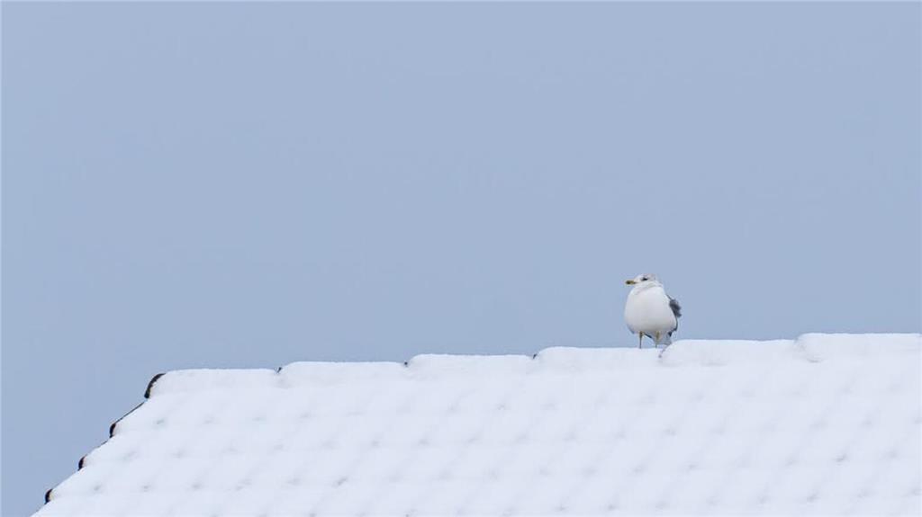 Auch diese Möwe genießt den Schnee in Drochtersen. 