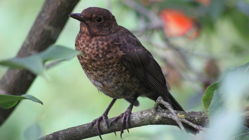 Vogelfreundlicher Garten: Weniger tun, mehr lassen Auch dieses Amsel-Weibchen freut sich über einen naturnahen Garten.