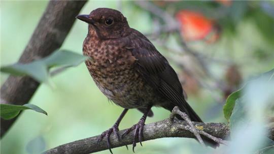 Auch dieses Amsel-Weibchen freut sich über einen naturnahen Garten.