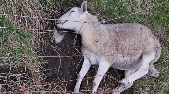 Auch dieses Schaf wurde ein Opfer des Wolfsangriffs in der Gemeinde Steinau.