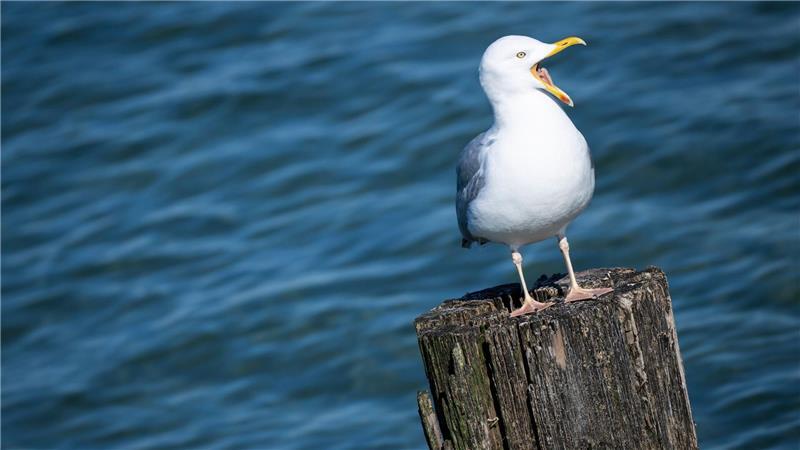 Auch ein Ostergast in Mecklenburg-Vorpommern. (Archivbild)