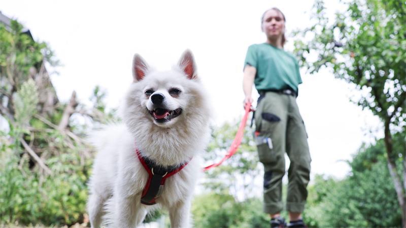 Ferienzeit: Immer mehr Tiere landen im Hamburger Tierheim Auch ein Spitz wurde ausgesetzt und lebt nun im Heim.