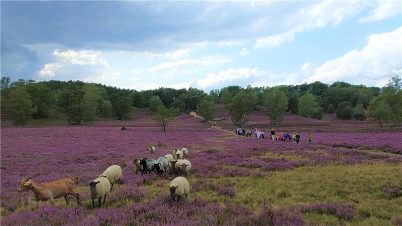 Auch eine Schnuckenherde ist in der Fischbeker Heide anzutreffen. Die Tiere pflegen die Heide mit ihrem Verbiss. Foto: Archiv Loki-Schmidt-Stiftung