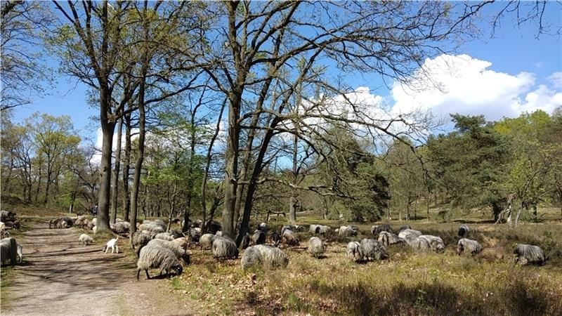 Auch eine Schnuckenherde ist in der Fischbeker Heide anzutreffen. Die Tiere pflegen die Heide mit ihrem Verbiss. Foto: Loki-Schmidt-Stiftung